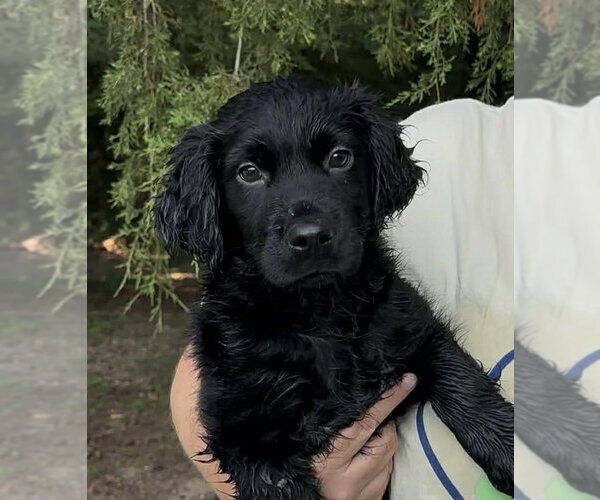 Medium Photo #3 Colonial Cocker Spaniel-Unknown Mix Puppy For Sale in Thomasville, NC, USA