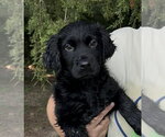 Small #2 Colonial Cocker Spaniel Mix