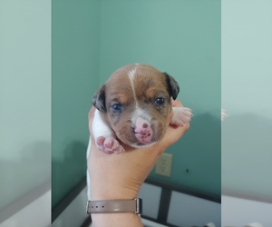 Jack Russell Terrier Puppy for sale in LIVE OAK, FL, USA