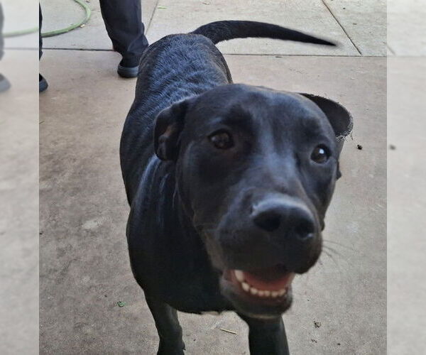 Medium Photo #1 American Staffordshire Terrier-Labrador Retriever Mix Puppy For Sale in San Antonio, TX, USA