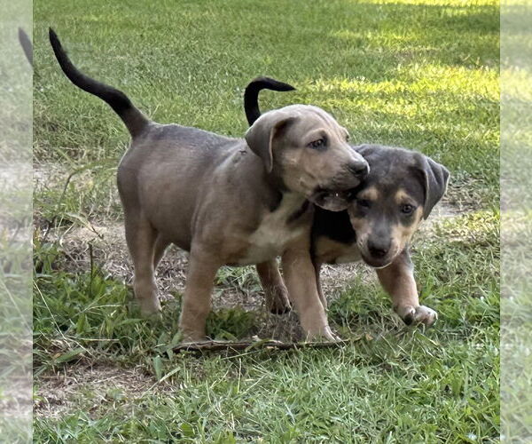 Medium Photo #3 Labrador Retriever-Unknown Mix Puppy For Sale in Garner, NC, USA