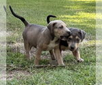 Small #2 Labrador Retriever Mix