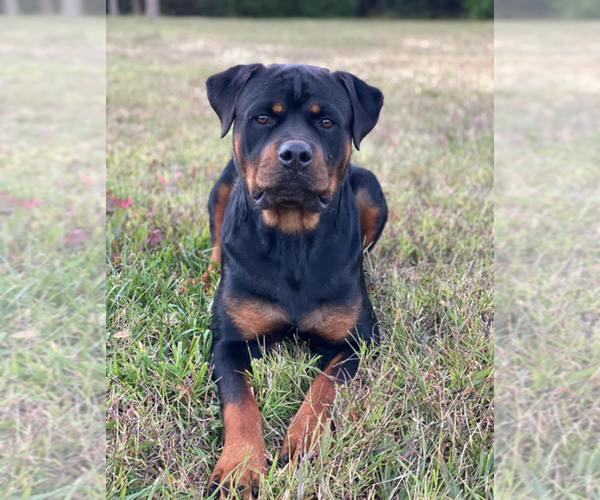 Medium Photo #1 Rottweiler Puppy For Sale in SAINT AUGUSTINE, FL, USA