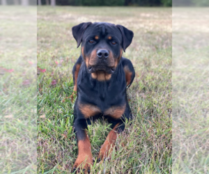 Mother of the Rottweiler puppies born on 06/22/2026