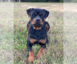 Small Photo #1 Rottweiler Puppy For Sale in SAINT AUGUSTINE, FL, USA