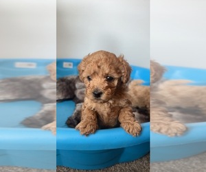 Poodle (Toy) Puppy for sale in SOUTH BEND, IN, USA
