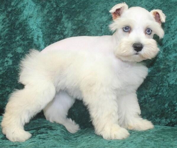 Medium Photo #4 Schnauzer (Miniature) Puppy For Sale in STUART, FL, USA