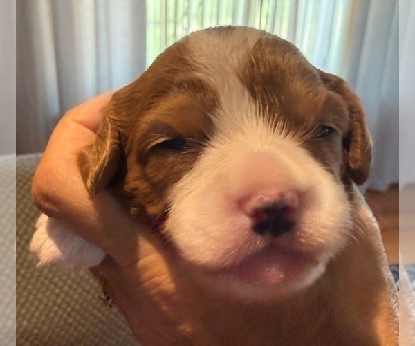Medium Photo #39 Cavapoo (Miniature) Puppy For Sale in SAINT FRANCIS, MN, USA