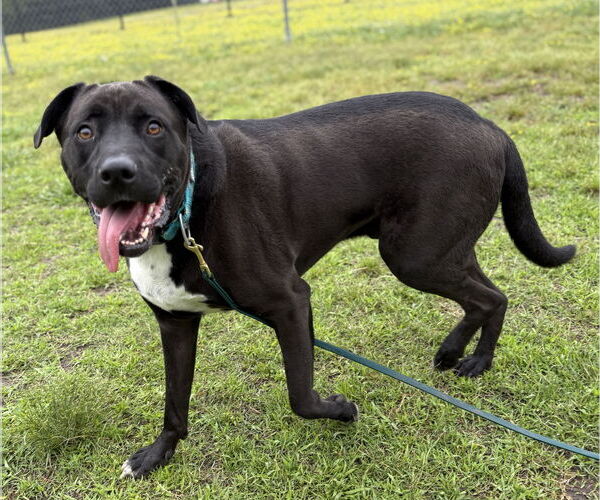 Medium Photo #4 Boxer-German Shepherd Dog Mix Puppy For Sale in Virginia Beach, VA, USA