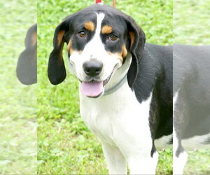 Treeing Walker Coonhound-Unknown Mix Dogs for adoption in Westminster, MD, USA