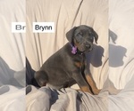 Small #2 Doberman Pinscher