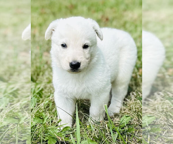 Medium Photo #5 German Shepherd Dog Puppy For Sale in CARDINGTON, OH, USA