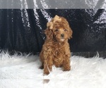 Puppy Flame AKC Poodle (Toy)
