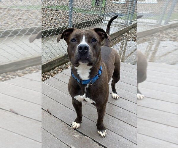 Medium Photo #4 Mutt Puppy For Sale in Evansville, IN, USA