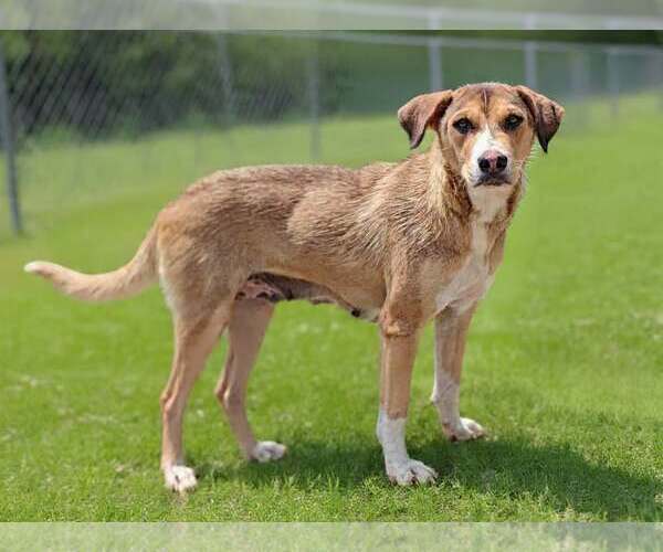 Medium Photo #5 Mutt Puppy For Sale in Talladega, AL, USA