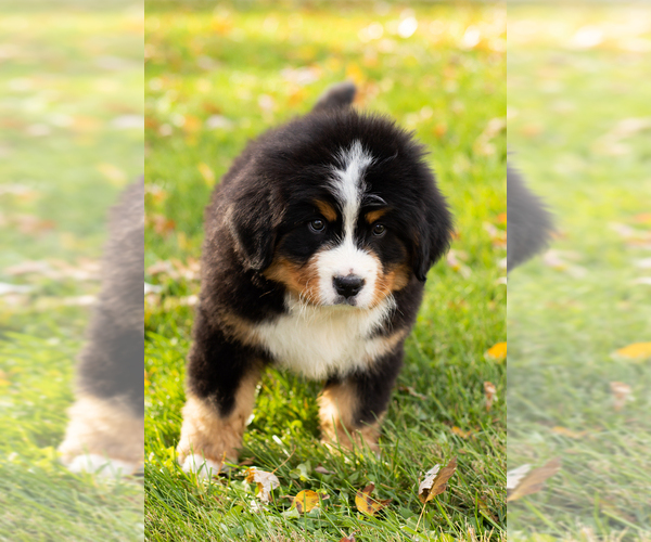 Medium Photo #1 Bernese Mountain Dog Puppy For Sale in MILLERSBURG, IN, USA