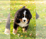 Small Bernese Mountain Dog
