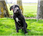Small #9 Great Dane