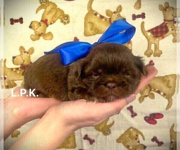 Medium Photo #5 Shih Tzu Puppy For Sale in WINNSBORO, LA, USA