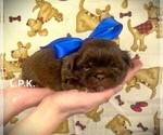 Small Photo #5 Shih Tzu Puppy For Sale in WINNSBORO, LA, USA