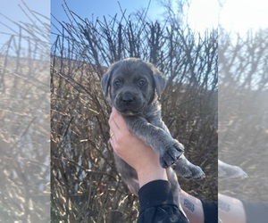 Medium Cane Corso