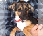 Small #1 Mutt