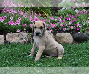 Great Dane Puppy for sale in SHILOH, OH, USA