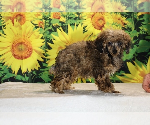 Medium Photo #15 Poodle (Toy) Puppy For Sale in DYERSBURG, TN, USA