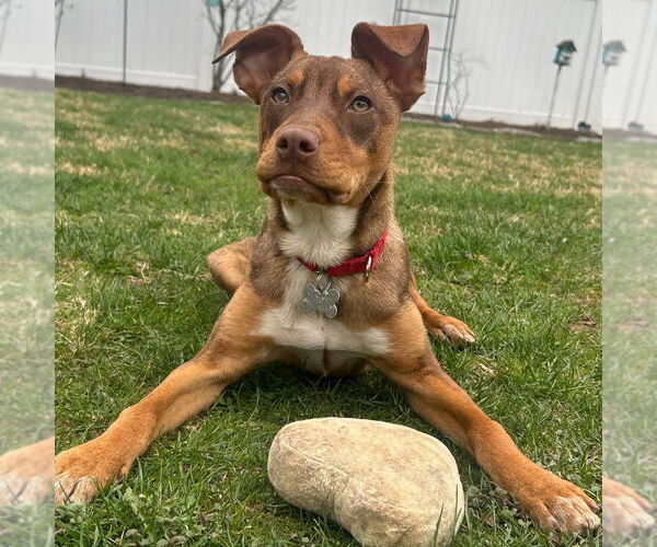Medium Photo #22 Mutt Puppy For Sale in Canton, CT, USA