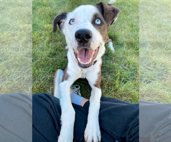 Medium Photo #7 Mutt Puppy For Sale in Sandy, UT, USA