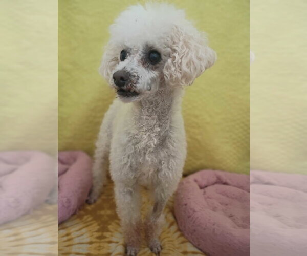 Medium Photo #2 Poodle (Miniature) Puppy For Sale in Pacolet, SC, USA