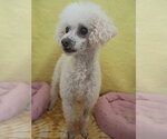 Small #1 Poodle (Miniature)