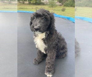 Bernedoodle Puppy for Sale in RUSHVILLE, Indiana USA