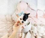 Small #11 Chihuahua