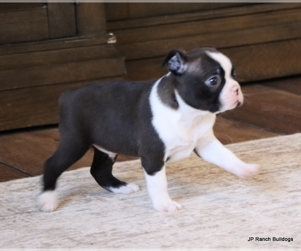 Medium Photo #15 Boston Terrier Puppy For Sale in WINNSBORO, TX, USA