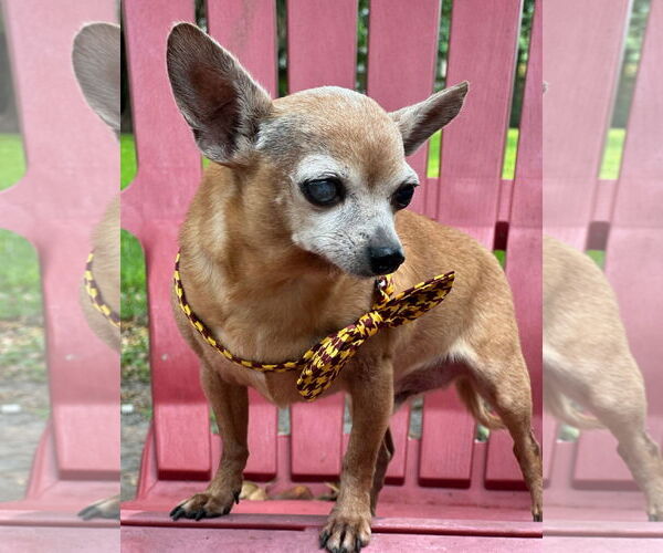 Medium Photo #3 Chihuahua Puppy For Sale in Weston, FL, USA