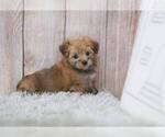 Small Photo #6 Morkie-Unknown Mix Puppy For Sale in FULLERTON, CA, USA