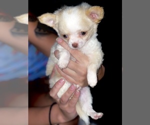 Chihuahua Puppy for sale in DAYTON, OH, USA