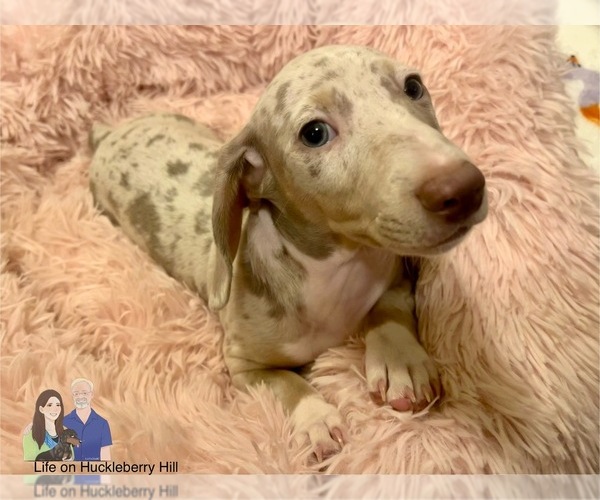 Medium Photo #151 Dachshund Puppy For Sale in LAKEBAY, WA, USA