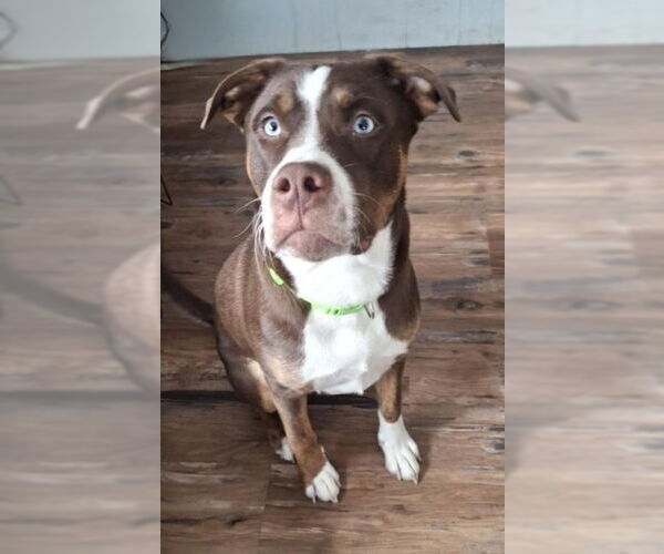 Medium Photo #1 Mutt Puppy For Sale in Lake City, MI, USA