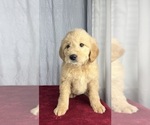 Small Photo #7 Goldendoodle Puppy For Sale in GREENWOOD, IN, USA