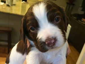 English Springer Spaniel Puppy for sale in FORTSON, GA, USA