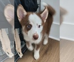 Puppy Right Eye Pomsky