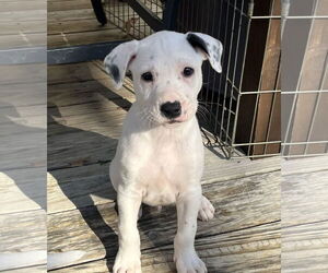 German Shepherd Dog-Unknown Mix Dogs for adoption in Stephens City, VA, USA