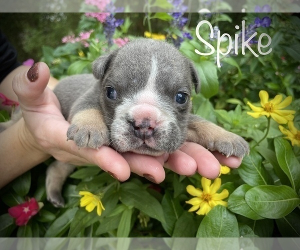 Medium Photo #2 Bulldog Puppy For Sale in SPRING, TX, USA