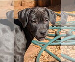 Small Photo #2 Mastiff-Unknown Mix Puppy For Sale in Greenville, SC, USA