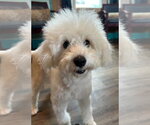 Small #10 Maltipoo (Miniature)
