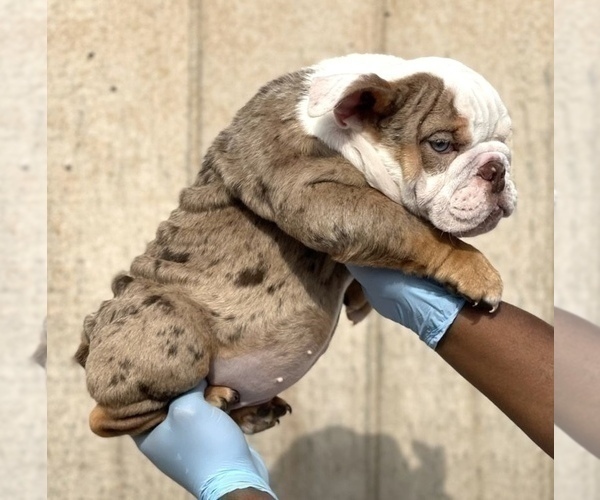 Medium Photo #3 English Bulldog Puppy For Sale in SALT LAKE CITY, UT, USA