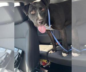 American Staffordshire Terrier-Unknown Mix Dogs for adoption in Grand Prairie, TX, USA