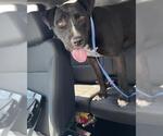 JUNIOR - Male American Staffordshire Terrier-Unknown Mix Dog for Adoption - Small photo